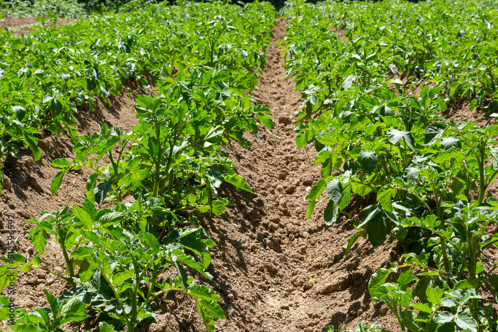 Potato field on a sunny summer day. Agriculture, cultivation of vegetables Potato field on a sunny summer day. Agriculture, cultivation of vegetables