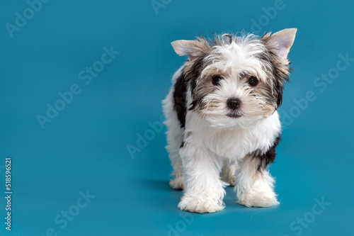 Biewer terrier puppy dog looking at camera in the studio by a blue background