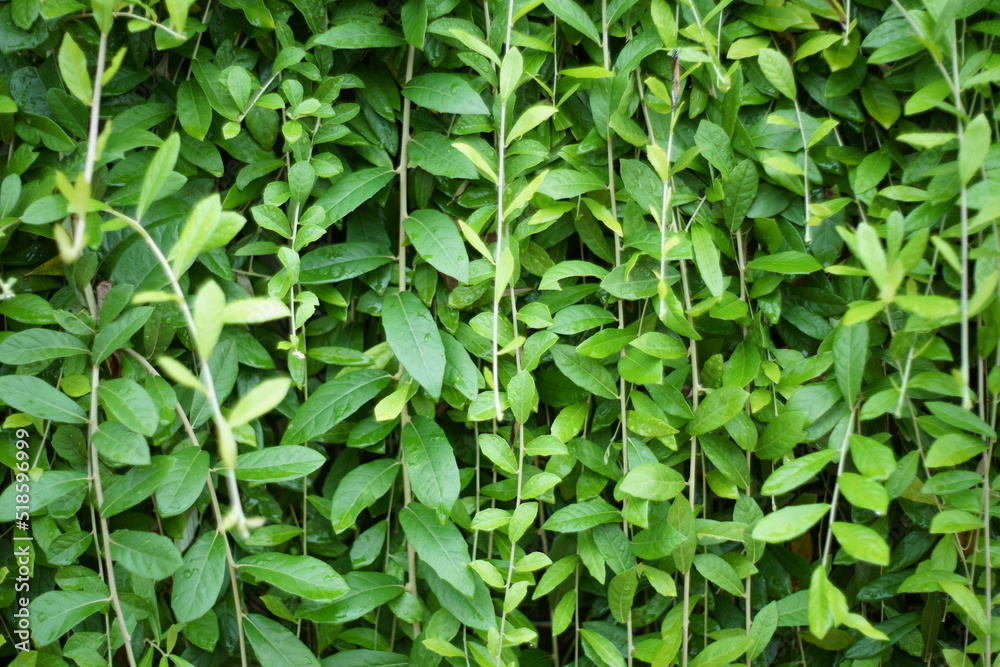Vernonia elliptica DC. tree ivy in nature