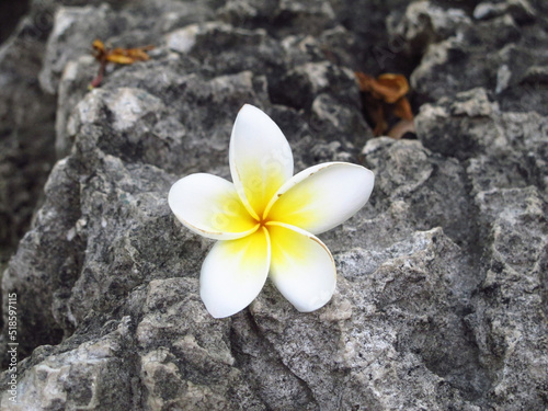 white frangipani plumeria flower
