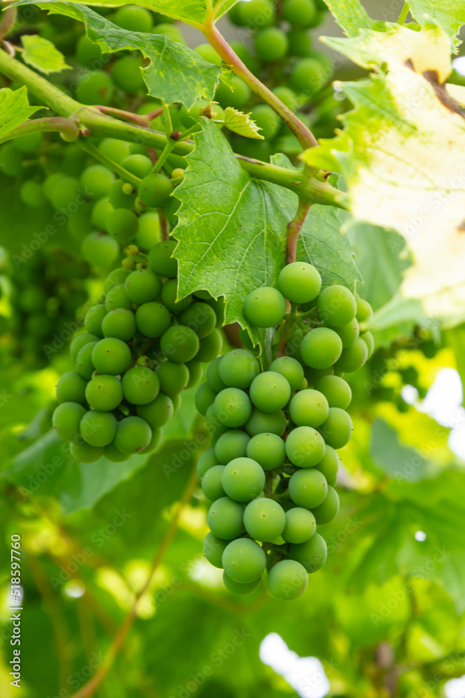 Close up green and underripe grape bunches hanging on tree. Bunches of grapes maturing on a vine. Vine Grapes On a Trellis. Grapes for wine. Selective focus of grapes and area