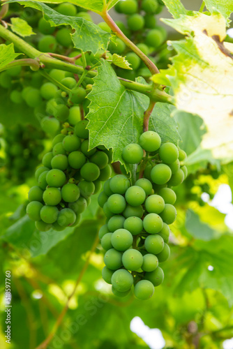 Close up green and underripe grape bunches hanging on tree. Bunches of grapes maturing on a vine. Vine Grapes On a Trellis. Grapes for wine. Selective focus of grapes and area photo