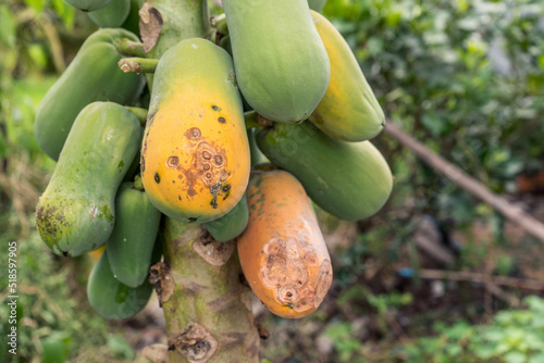 Damage fo Papaya fruit ripens on rotten trees caused by fungi or papaya symptoms caused by anthracnose. photo