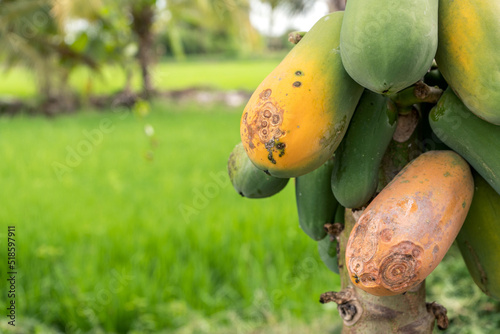 Damage fo Papaya fruit ripens on rotten trees caused by fungi or papaya symptoms caused by anthracnose. photo