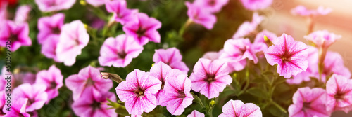 Pink petunia flowers grow in the garden in pots in summer day, banner