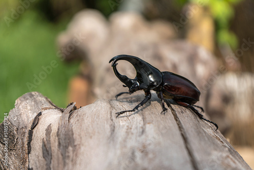 Dynastinae Beetle is a fighter beetle of Thailand and is insects of the spring on a log. © Panupong