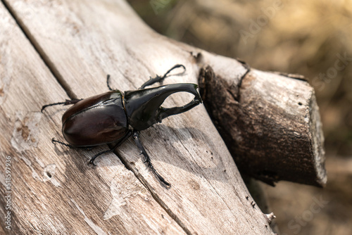 Top view of Dynastinae Beetle is a fighter beetle of Thailand and is insects of the spring on a log. photo