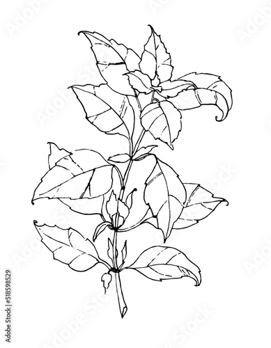 Sketch of Basil leaf. Vector engraved illustration of herb in line art style. Drawing of italian space