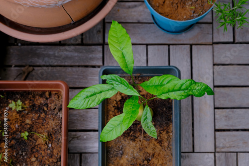 Reed avocado sapling with nutrient deficient damaged leaves, growing from its seed inside a pot in the balcony. Overcast weather. Top view.