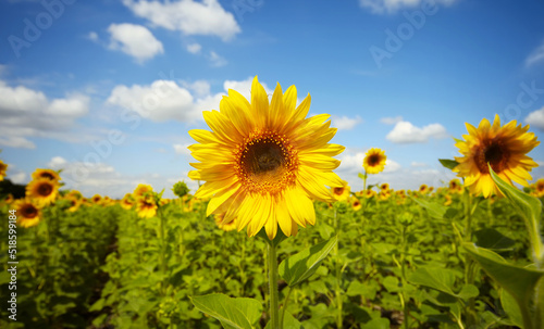 Sunflower field nature background.