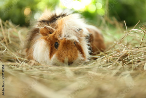 Cute funny guinea pig and hay outdoors, closeup