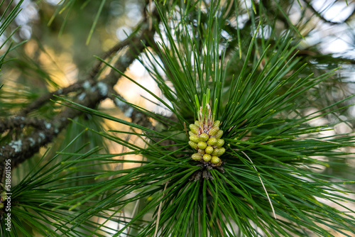 Pine tree young cones