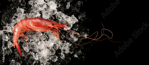 Red prawn on ice on black background in banner format