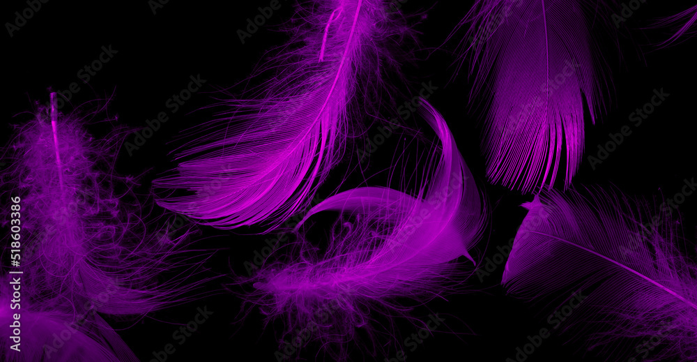 violet duck feathers on a black isolated background