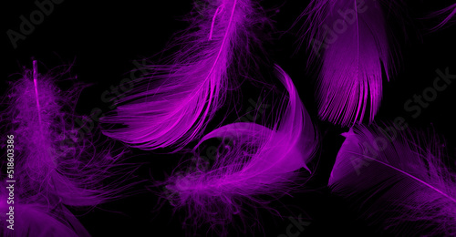 violet duck feathers on a black isolated background © Krzysztof Bubel