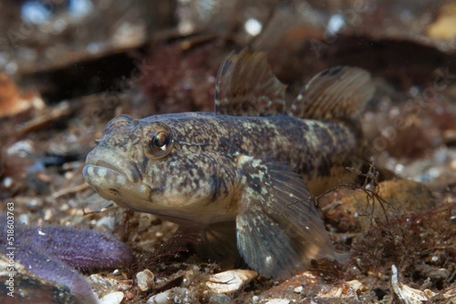 Closeup shot of a bullhead fish swimming underwater in the Baltic Sea