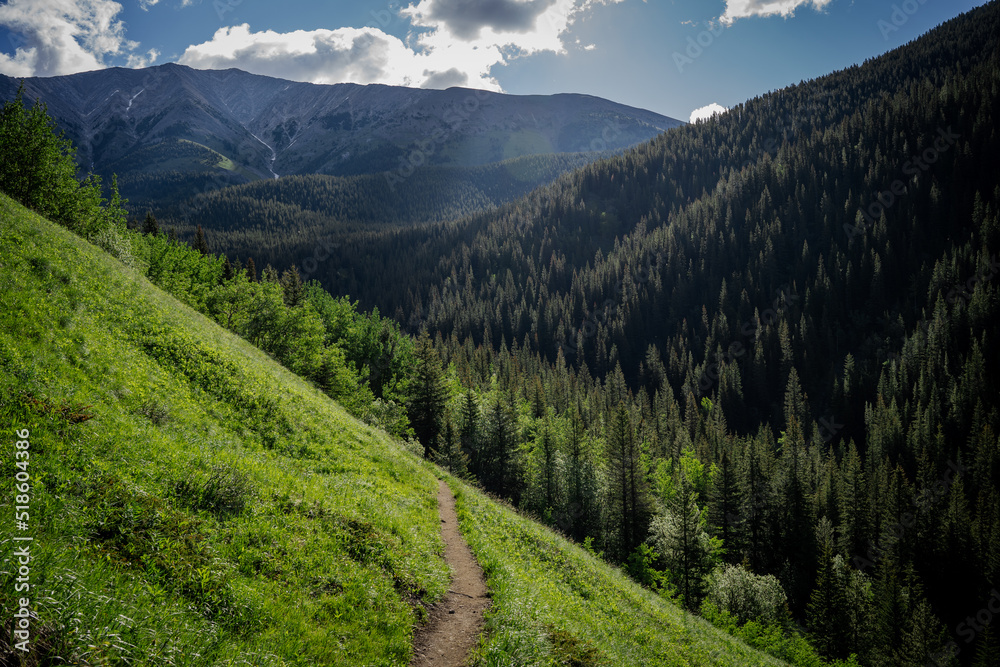 Fototapeta premium In the alpine of the Canadian Rocky Mountains a hiking trail winds its way through the mountain landscape promising an incredible pay off where the trail ends at the end of the alpine evergreen forres