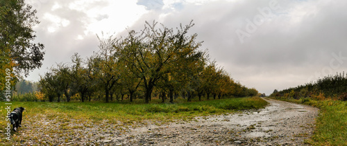 Fotografering Plantation d'arbres fruitiers aux bords de la Fecht à l'automne, plaine d'alsace