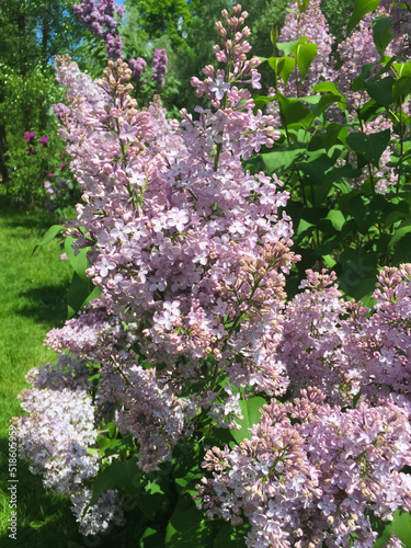 Blossoming purple lilac in the garden. Closeup.