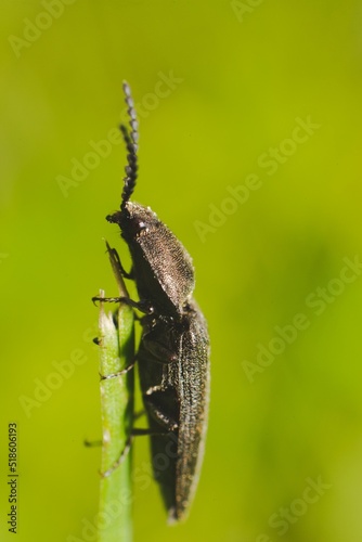 Vertical shot of a click beetle on a plant photo