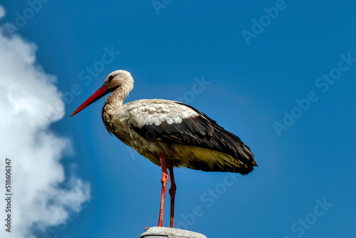 Adult white stork (Ciconia ciconia) on the street lamp - Choczewo, Pomerania, Poland photo