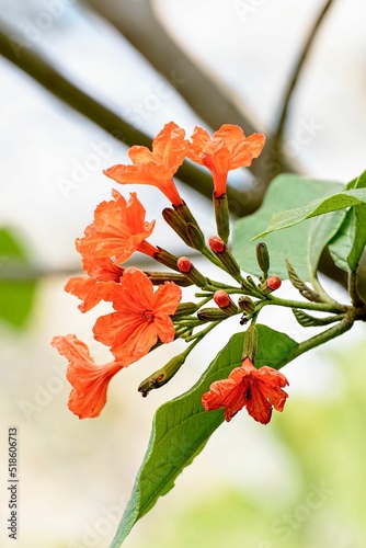 Closeup shot of an orange cordia sebestena photo