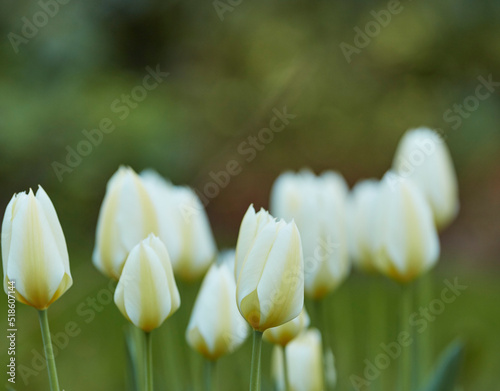 White garden tulips growing in spring with copy space. Didiers tulip from the tulipa gesneriana species with vibrant petals and green stems blossoming and blooming in nature on a sunny day outdoors photo