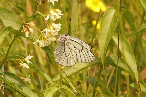 Canvas Print Closeup on a black-veined white Aporia crataegi in a meadow agai