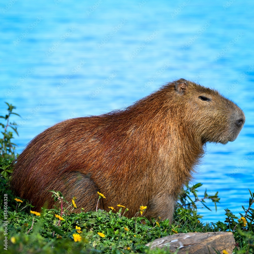 Capybara (Hydrochoerus hydrochaeris) Capybara (Hydrochoerus hydrochaeris)