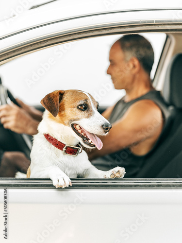 Close-up portrait of cute happy dog breed Jack Russell Terrier looks out open window of car.