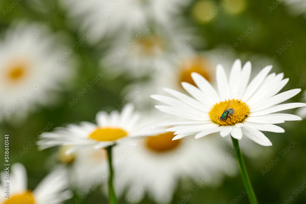 Closeup view of beautiful white daisies in focus. Detail beauty of a single daisy in a flowerbed and garden. An insect enjoying sweet nectar of life from a white flower in nature