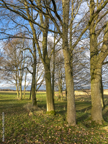 Landscape view of pine oak trees in a sunny remote countryside meadow in Sweden. Wood used for timber growing in a serene, calm and secluded location. Discovering peace or relaxation in mother nature