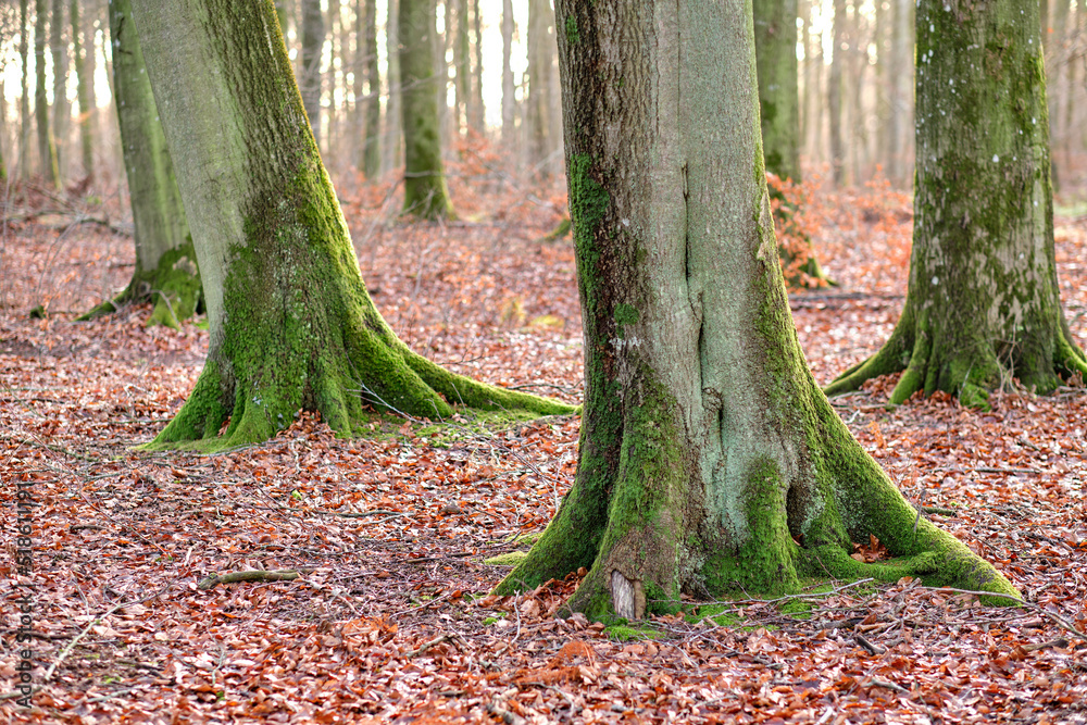 Tall beech tree trunks with moss and algae growing in a forest outdoors. Scenic natural landscape with wooden texture of long old bark in a remote and peaceful meadow with autumn leaves on the ground Tall beech tree trunks with moss and algae growing in a forest outdoors. Scenic natural landscape with wooden texture of long old bark in a remote and peaceful meadow with autumn leaves on the ground