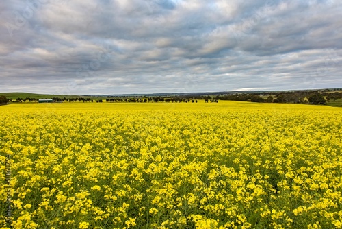 Canola field in Callington, South Australia on a cloudy day photo