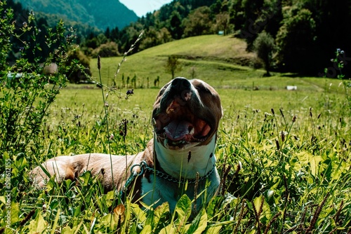 Εκτύπωση καμβά American Stafford resting during the hike in Julian Alps