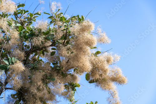Flowering bush cotinus coggygria against the blue sky. Beautiful fluffy white beige flowers smoke tree from the anacardiaceae family. Woody wild plant skumpiya tanning. photo