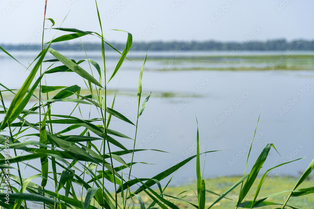 Obraz premium Slowly flowing river is overgrown with yellow water lilies. Nuphar lutea perennial aquatic plant of the family nymphaeaceae. Banks are overgrown with dense tall green reed and cane. Ecological problem