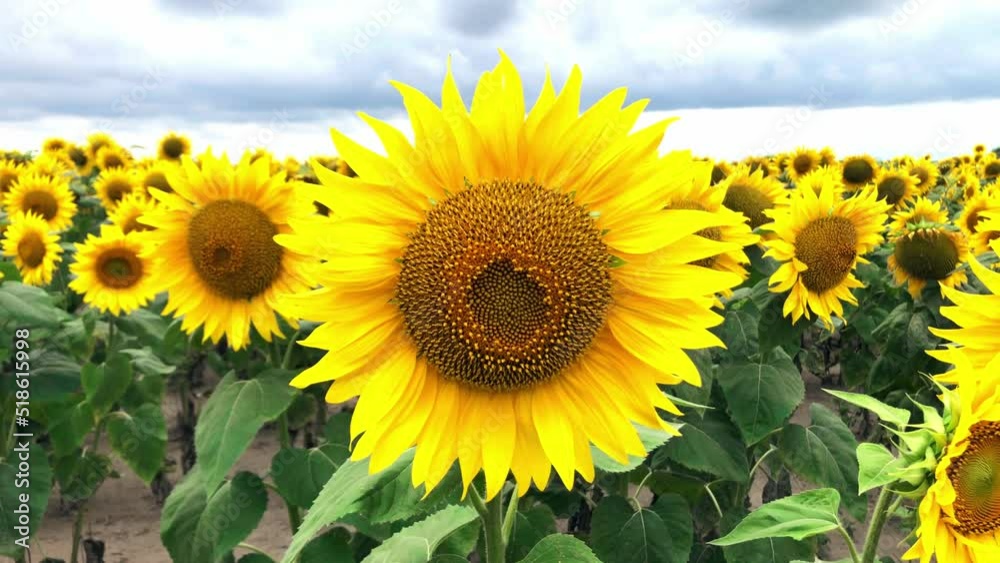 Fields with sunflowers in the summer. The agricultural industry, production of sunflower oil. Closeup of beautiful sunflower blowing in the breeze at the field Fields with sunflowers in the summer. The agricultural industry, production of sunflower oil. Closeup of beautiful sunflower blowing in the breeze at the field