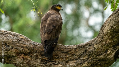 Crested serpent eagle (Spilornis cheela) perched on a branch photo