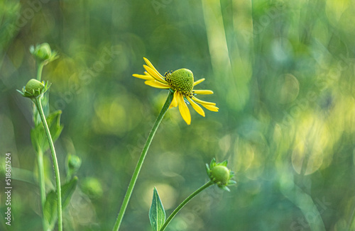 Żółty kwiat © Damian Pękalski