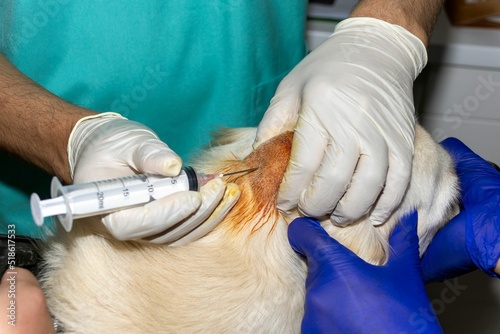 Skilled veterinarian draining an abscess on the head of a Golden Retriever dog photo