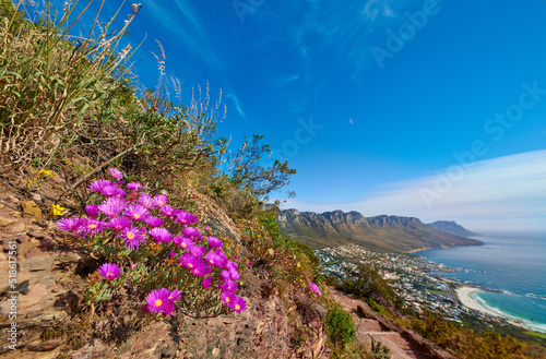 Trailing ice plants with pink flowerheads growing outside on a mountain in their natural habitat. View of lampranthus spectabilis, a species of dewplants against a rocky nature and ocean background