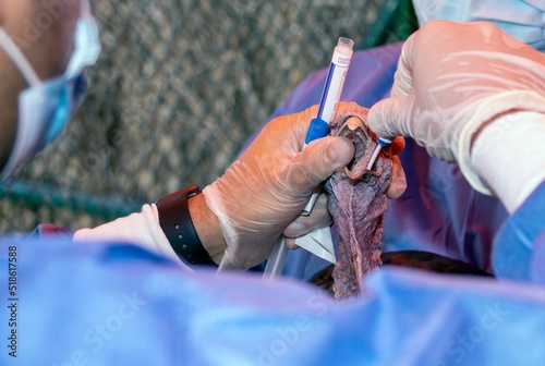 Skilled veterinarian taking a PCR swab on a turkey to check for Avian Flu