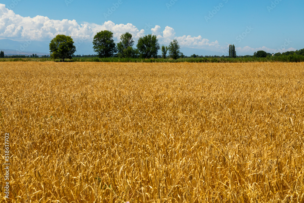 Ripening ears of barley in a field in a summer day during harvesting period