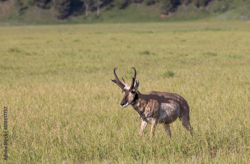 Fototapeta premium Pronghorn Antelope Buck in Wyoming