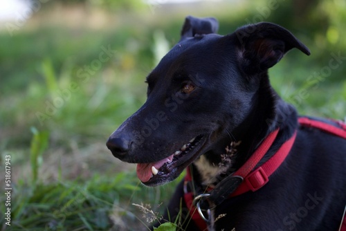 Closeup of a black lurcher dog with a red harness sitting on the grass photo
