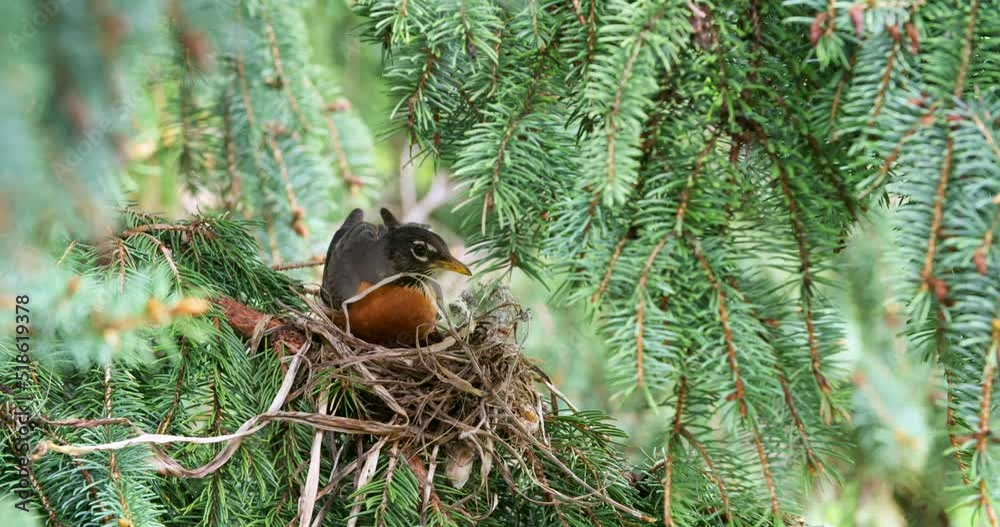 Cute Spring Robin building a nest in a tree