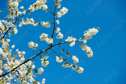Closeup of Sweet Cherry blossoms on a branch against a blue clear sky background. Small white flowers growing in a peaceful forest with copy space. Macro details of floral patterns and textures