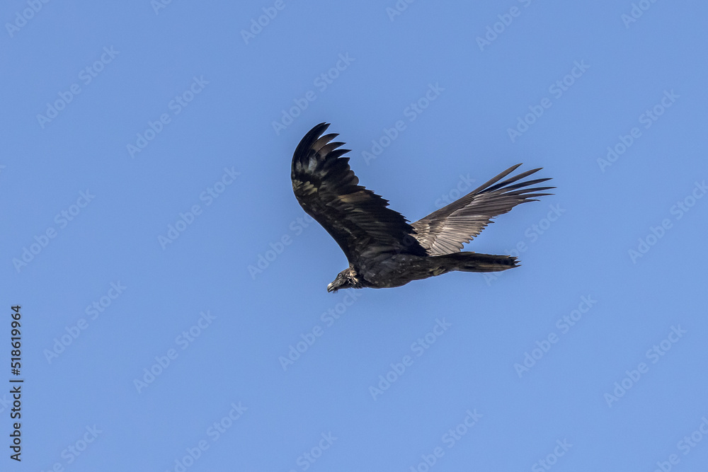 Bearded vulture in flight in the blue sky Bearded vulture in flight in the blue sky