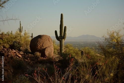 Boulder Cactus